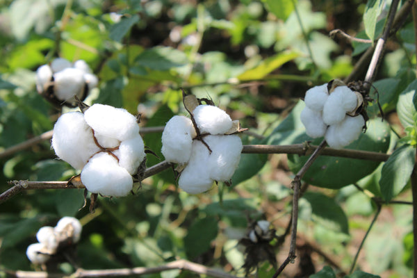 Organic Cotton