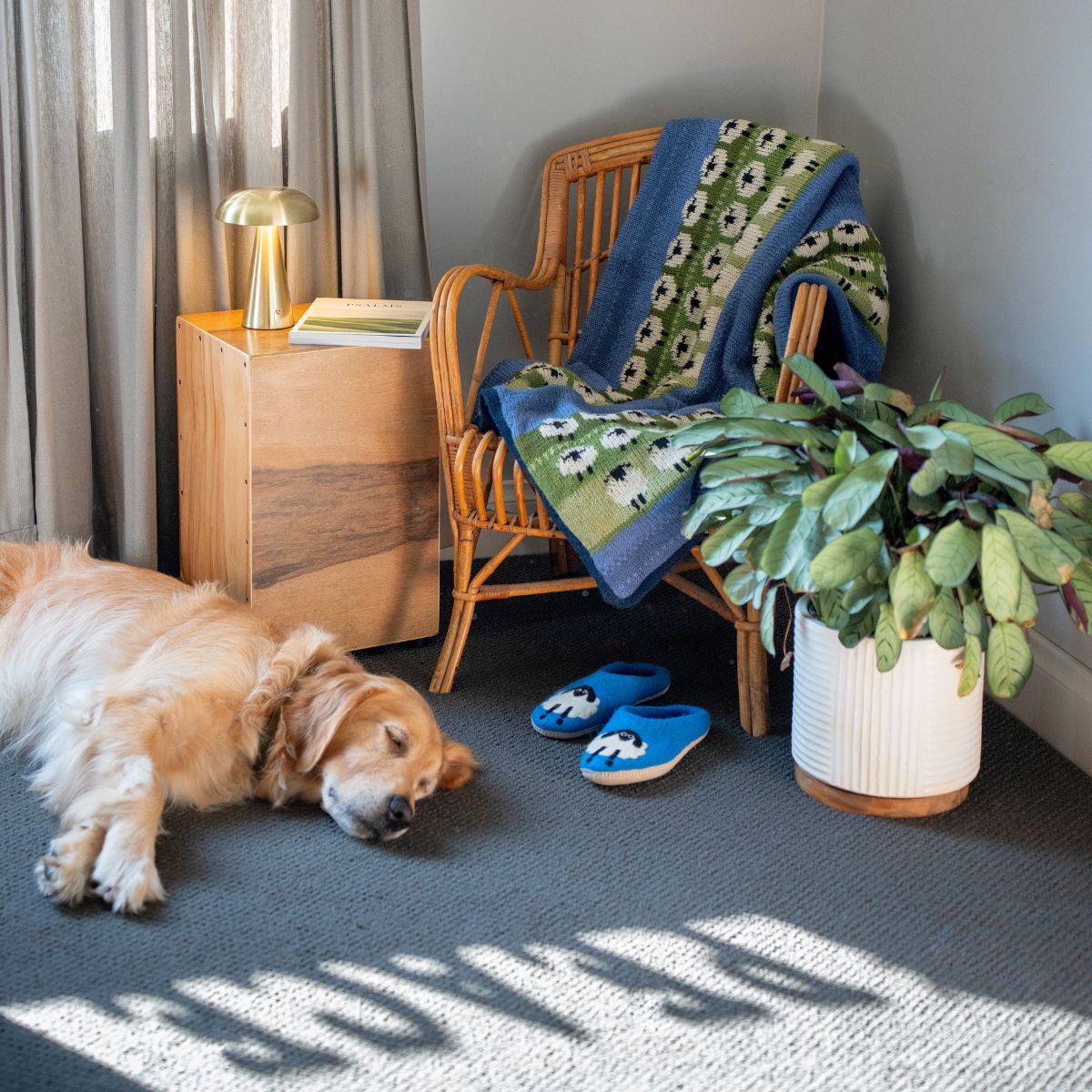 Dog lying on the floor next to a wooden chair with a sheep blanket, a plant, and a small table in a room. Sheep slippers on the floor.