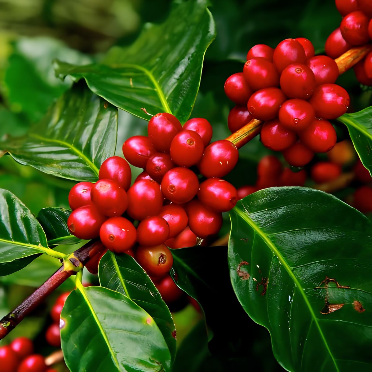 Red coffee berries on a branch with green leaves