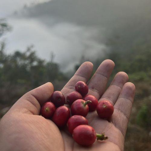 Armadillo Brew - Dark Roast Ground Coffee - The Leprosy Mission Shop