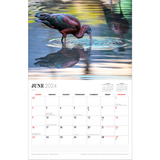 Australian Birds - Steve Parish 2024 Calendar