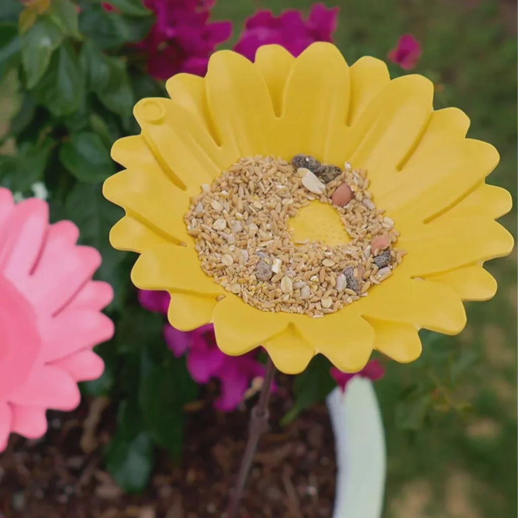 Bird bath video creation
