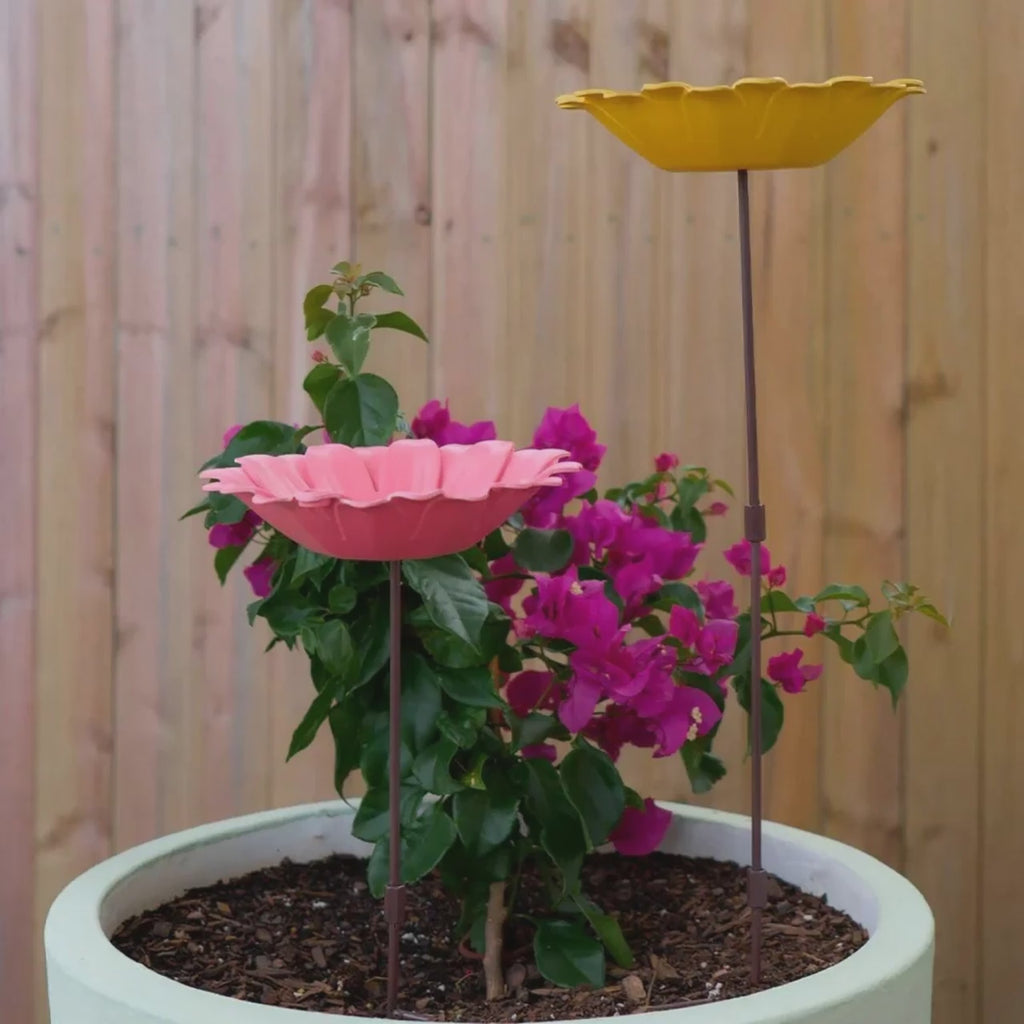 Bird bath video creation