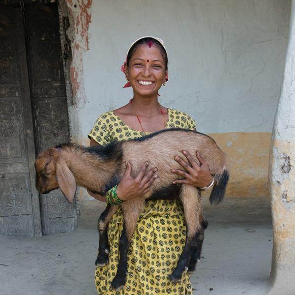 Gift of Love - Goat* - The Leprosy Mission Australia Shop