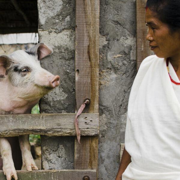 Piglet - Gift of Love (Donation) - The Leprosy Mission Shop