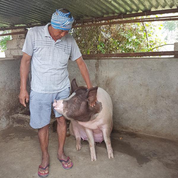 Piglet - Gift of Love (Donation) - The Leprosy Mission Shop