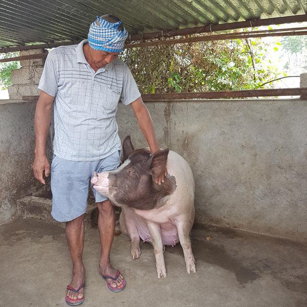 Piglet - Gift of Love (Donation) - The Leprosy Mission Shop