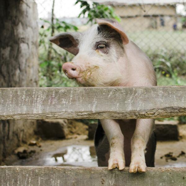 Piglet - Gift of Love (Donation) - The Leprosy Mission Shop