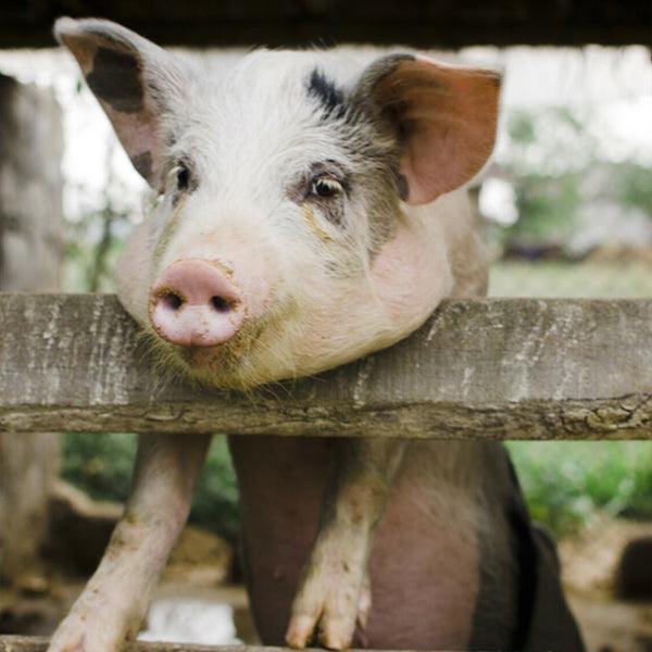 Piglet - Gift of Love (Donation) - The Leprosy Mission Shop